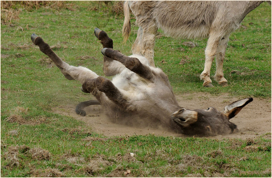 Esel, Wahner Heide