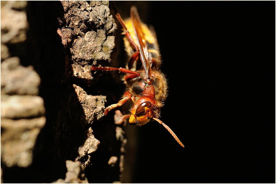 Hornisse, Wahner Heide