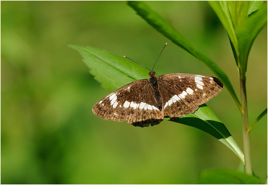 Kleiner Eisvogel, Wahner Heide