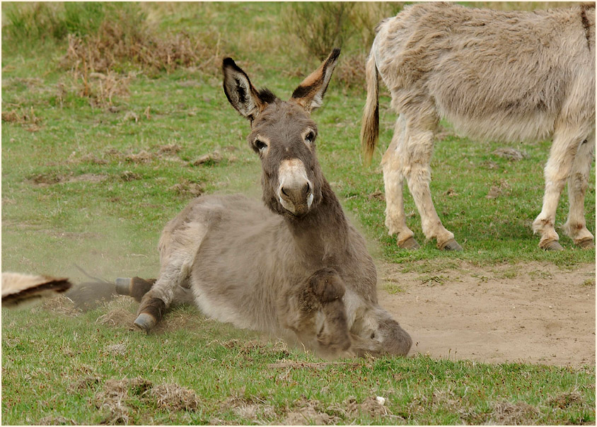 Esel, Wahner Heide