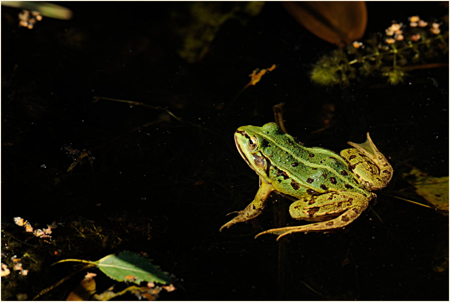 Teichfrosch, Wahner Heide