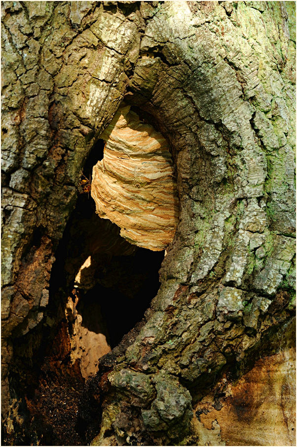 Hornissennest, Wahner Heide