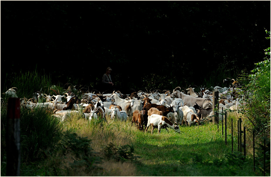 Ziegenherde, Wahner Heide