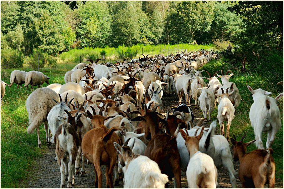 Ziegenherde, Wahner Heide