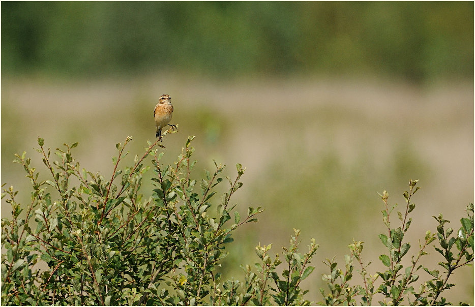 Braunkehlchen, Wahner Heide