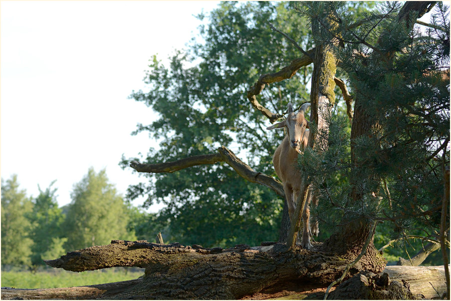 Ziegen, Wahner Heide