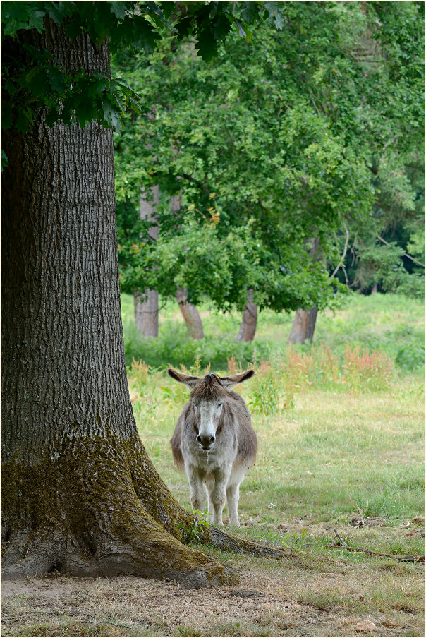 Esel, Wahner Heide