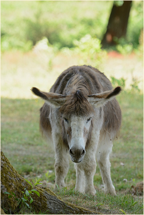 Esel, Wahner Heide