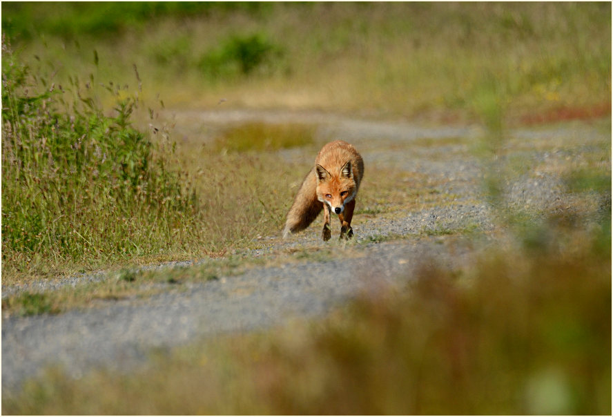 Fuchs, Wahner Heide