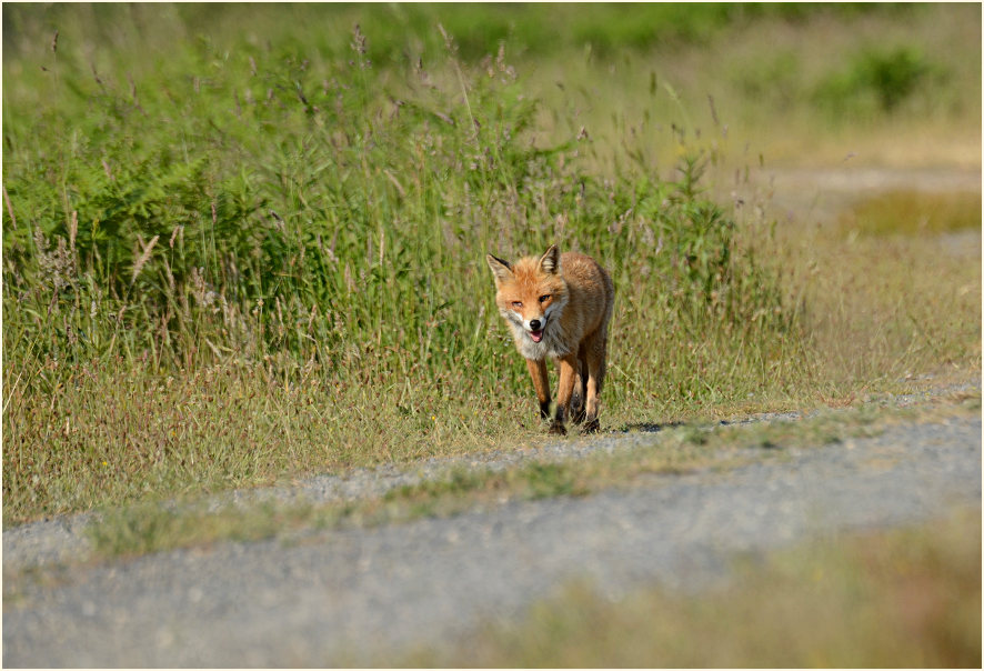 Fuchs, Wahner Heide