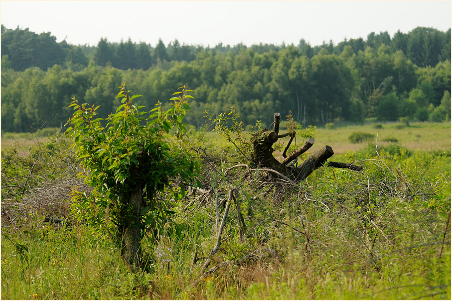 Herfeld, Wahner Heide