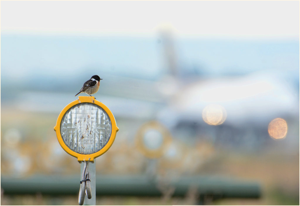 Schwarzkehlchen im Herfeld vor Flughafen Köln-Bonn, Wahner Heide