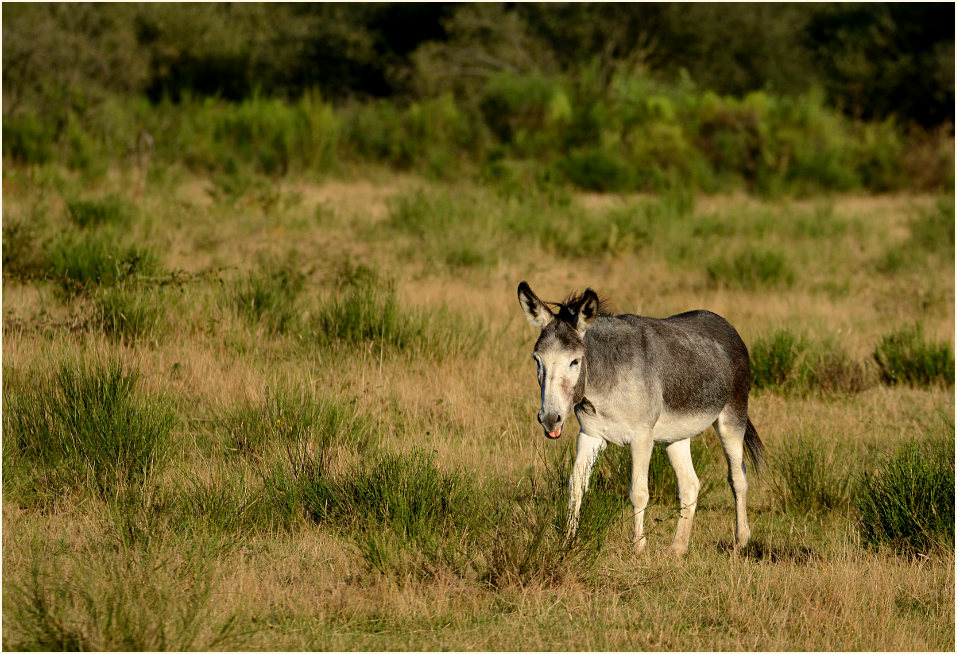 Esel, Wahner Heide