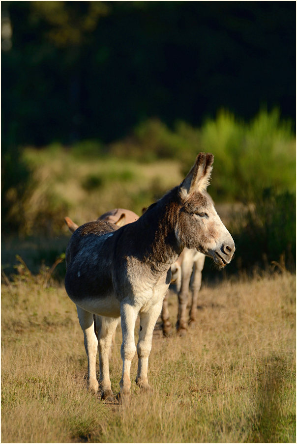 Esel, Wahner Heide