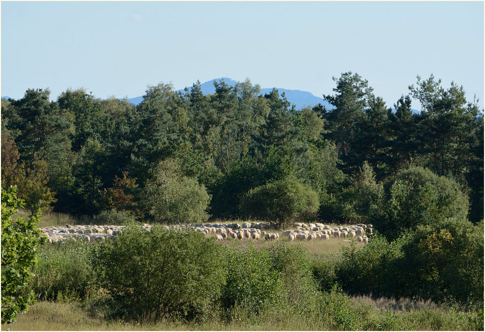 Wahner Heide