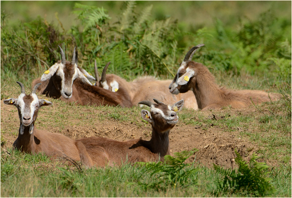 Ziegen, Wahner Heide