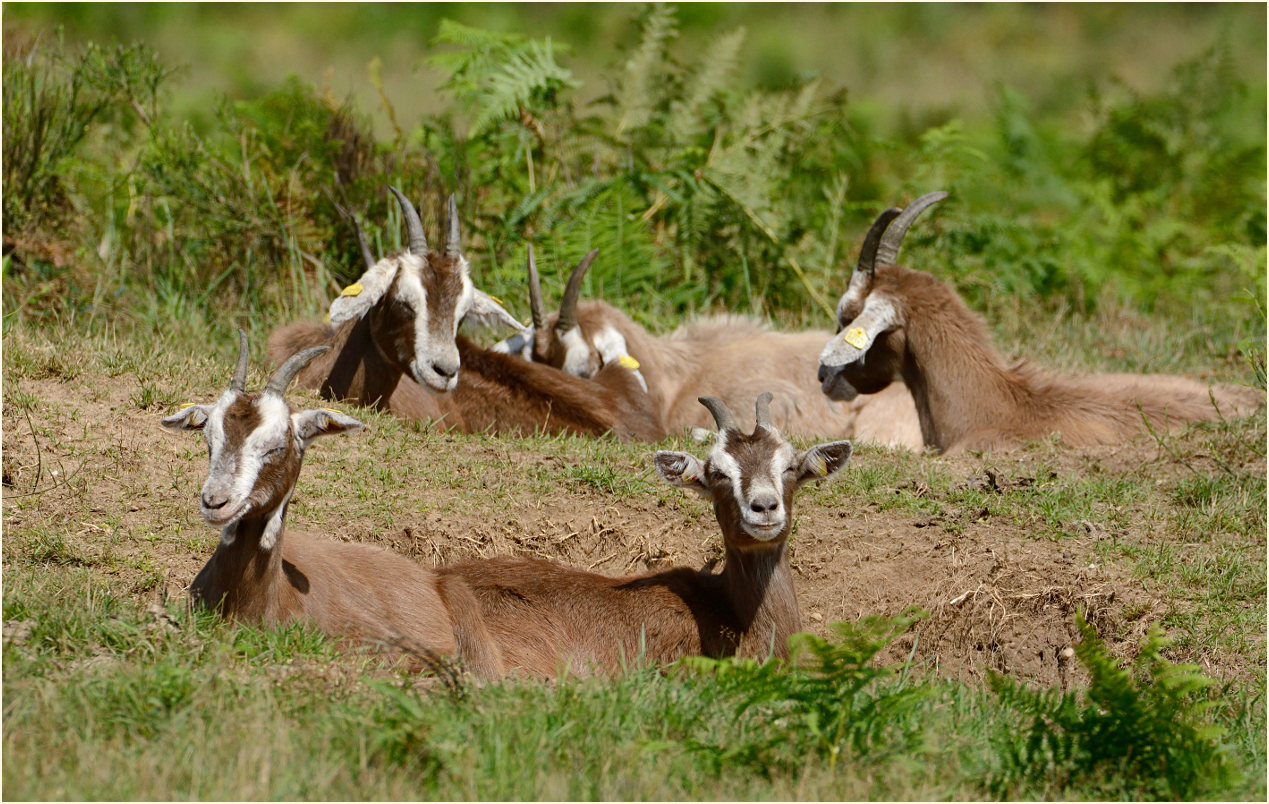 Ziegen, Wahner Heide