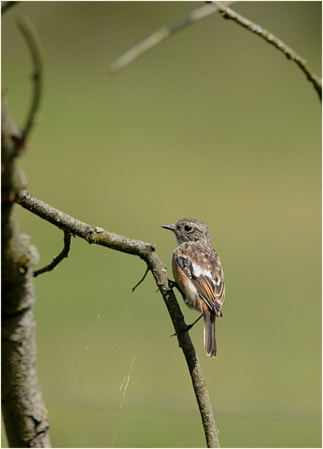 Schwarzkehlchen, Wahner Heide