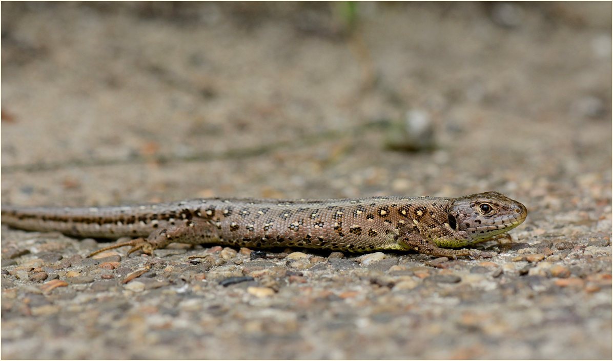 Zauneidechse, Wahner Heide