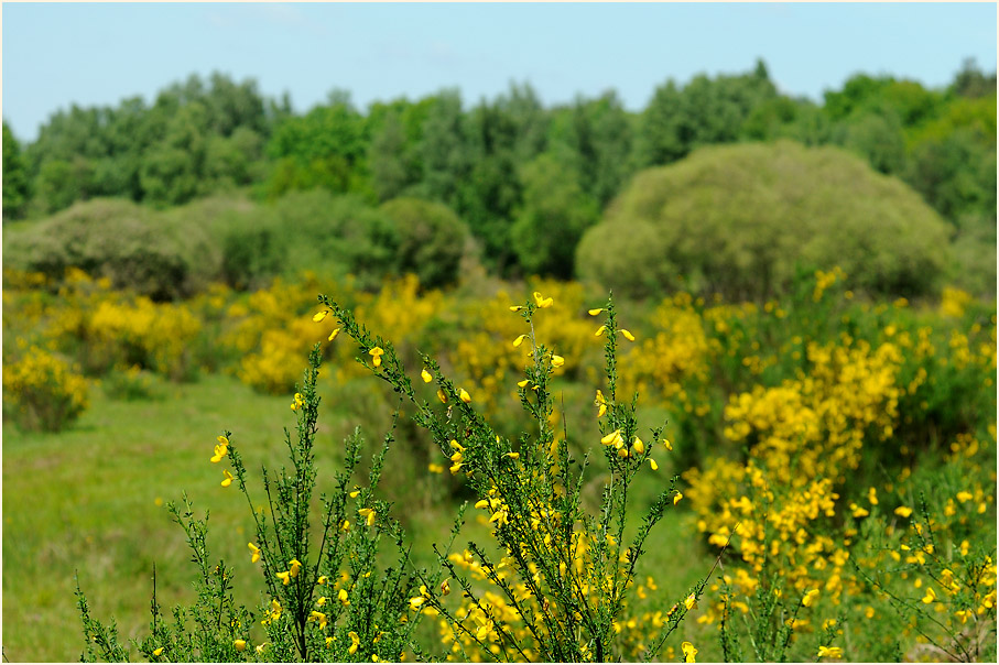 Wahner Heide