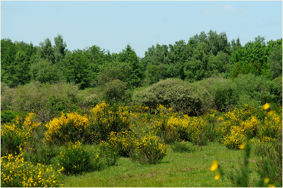 Wahner Heide 