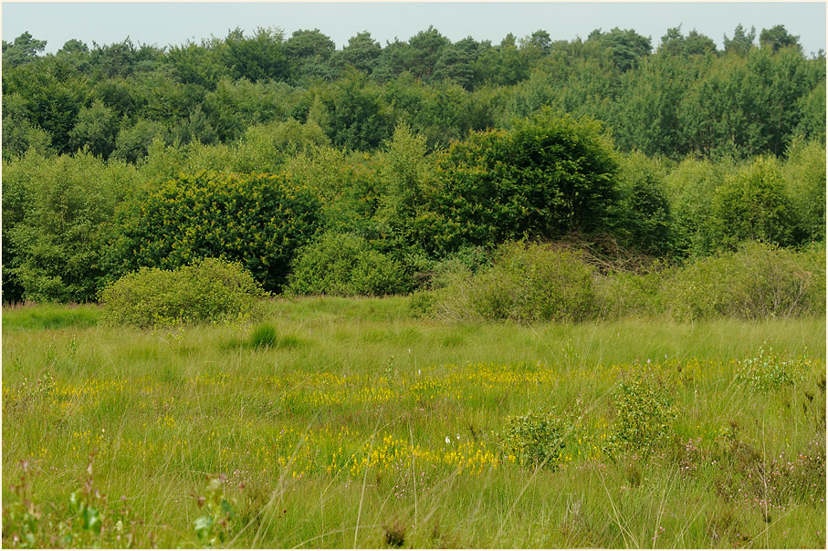 Herfeld, Wahner Heide