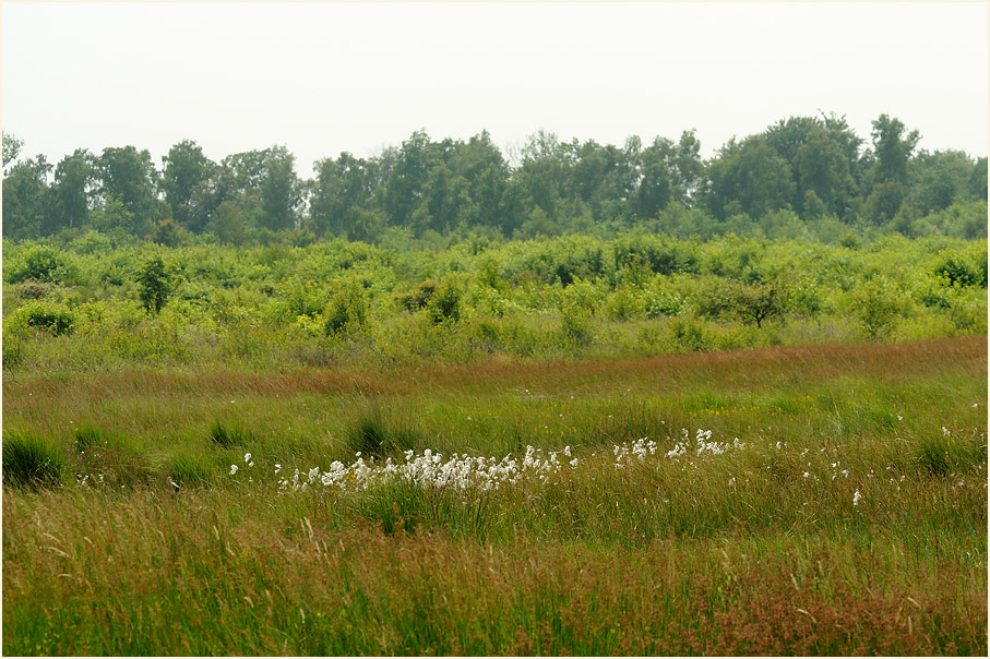 Herfeld, Wahner Heide