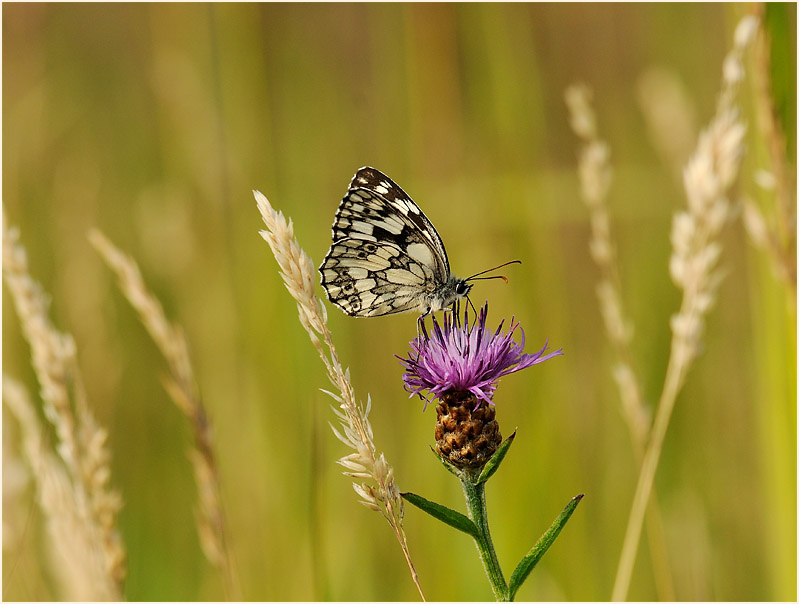 Schachbrettfalter, Wahner Heide