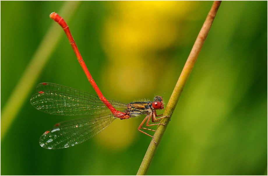 Scharlachlibelle, Wahner Heide