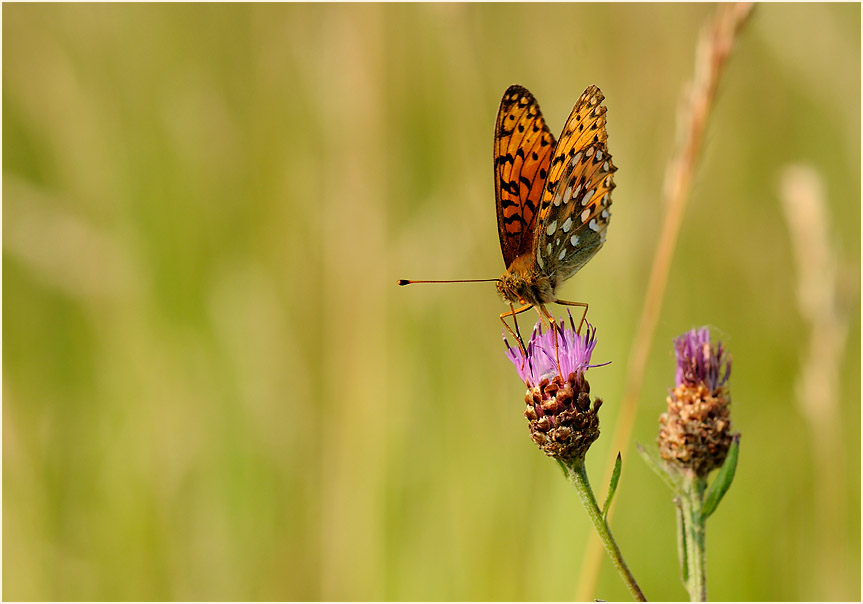 Großer Perlmuttfalter, Wahner Heide