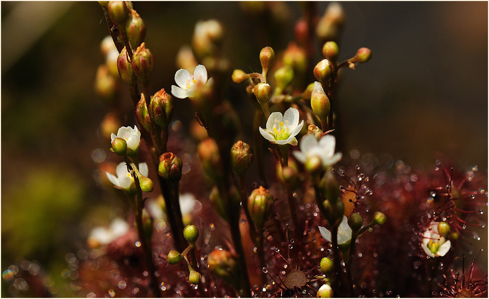 Sonnentaublüte, Wahner Heide