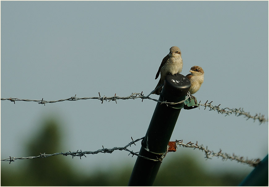 Neuntöter, Wahner Heide