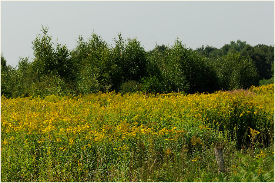 Wahner Heide