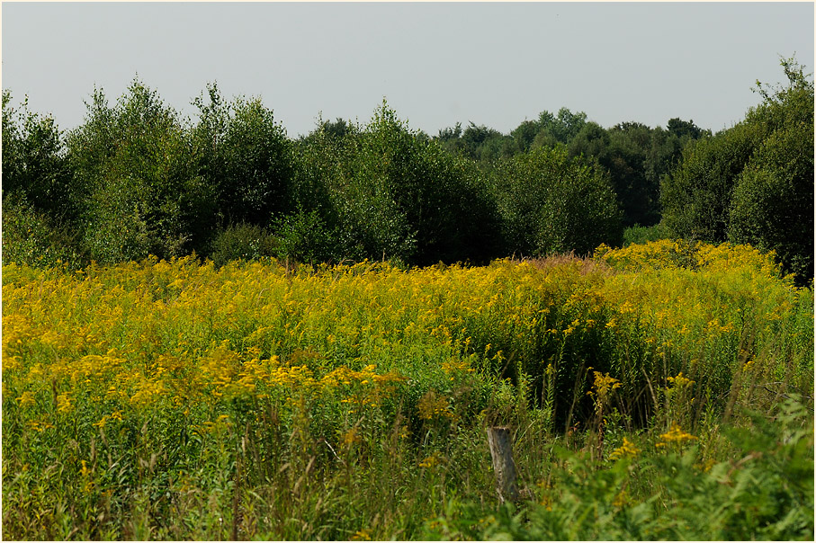 Wahner Heide