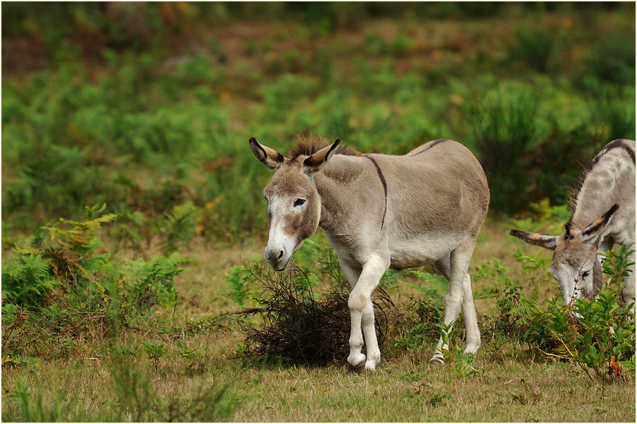 Esel, Wahner Heide