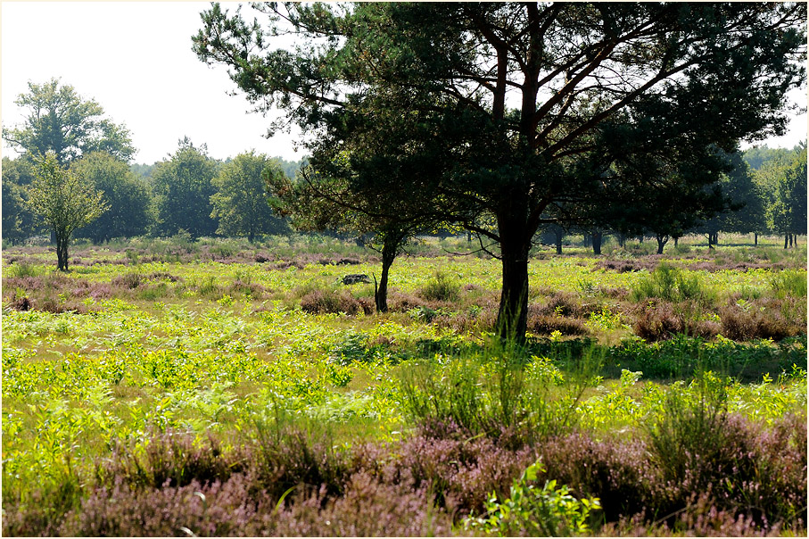 Geisterbusch, Wahner Heide