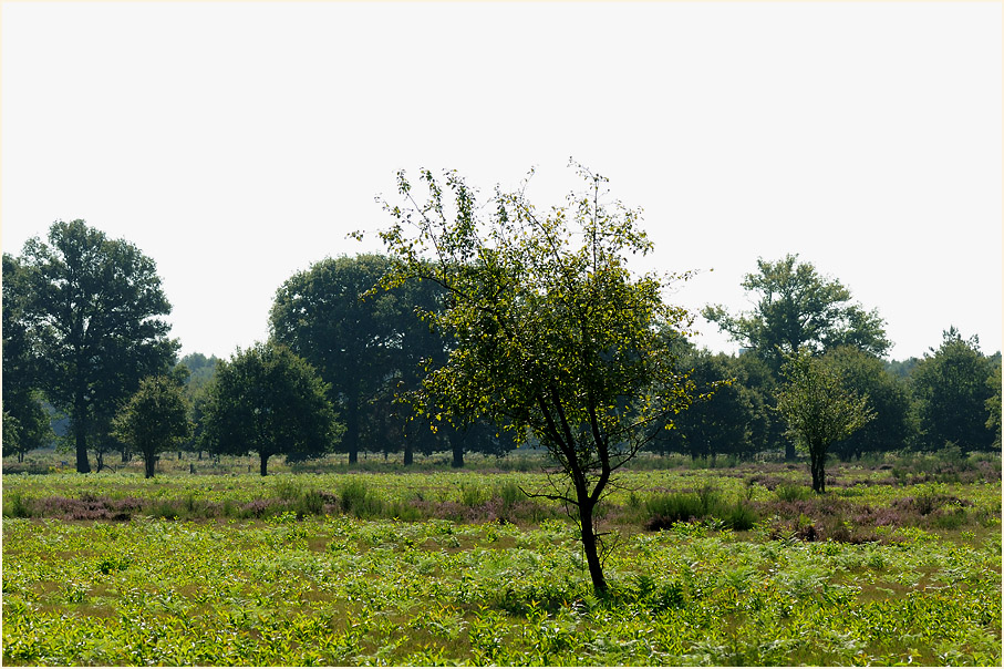 Geisterbusch, Wahner Heide