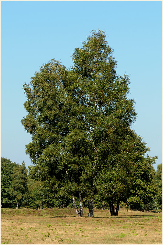 Geisterbusch, Wahner Heide