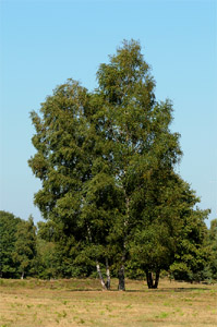 vergrößern