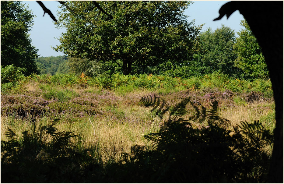 Geisterbusch, Wahner Heide