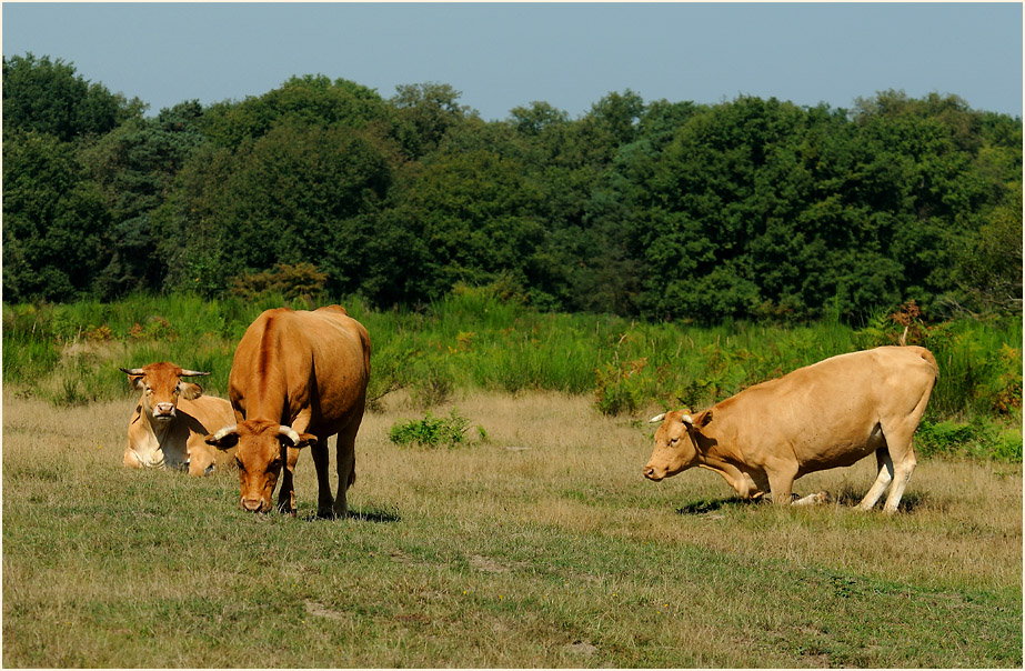 Glanrinder, Wahner Heide