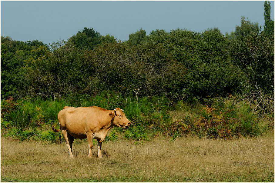 Glanrind, Wahner Heide