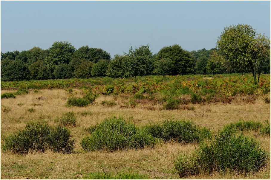 Geisterbusch, Wahner Heide