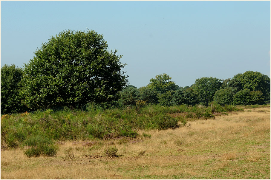 Geisterbusch, Wahner Heide