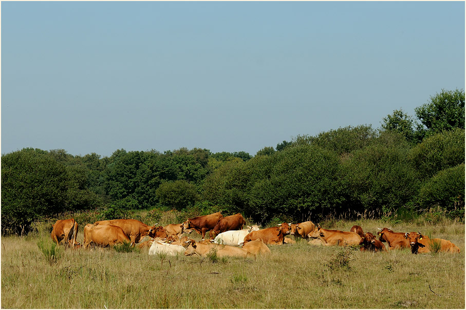 Glanrinder, Wahner Heide