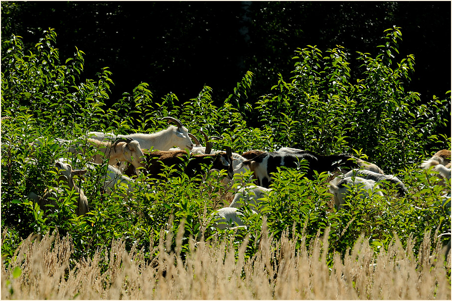 Ziegen, Wahner Heide