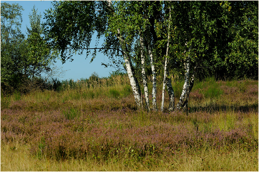 Wahner Heide