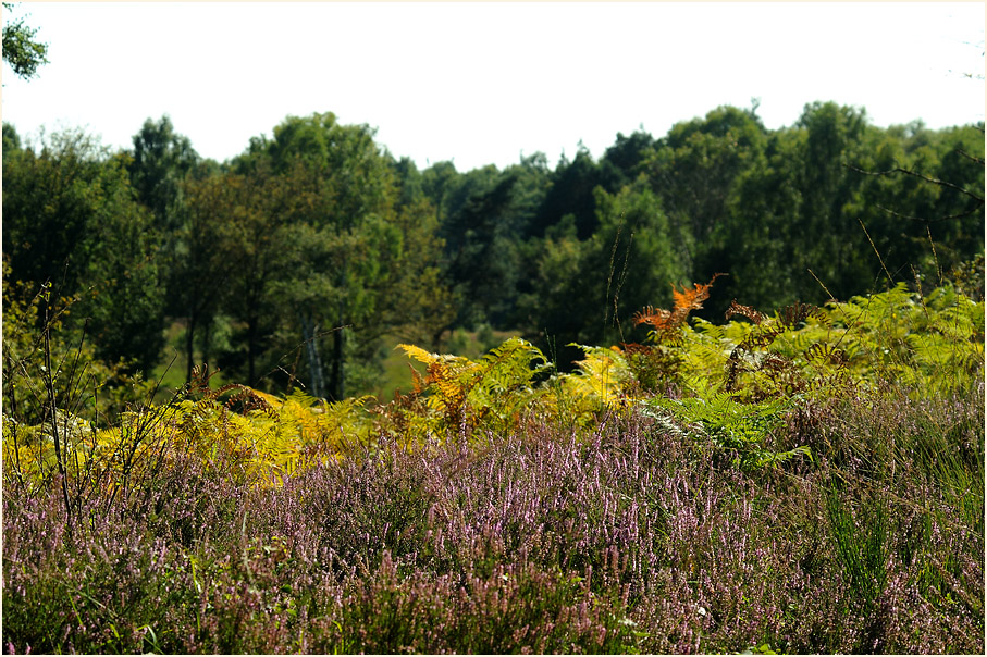 Wahner Heide