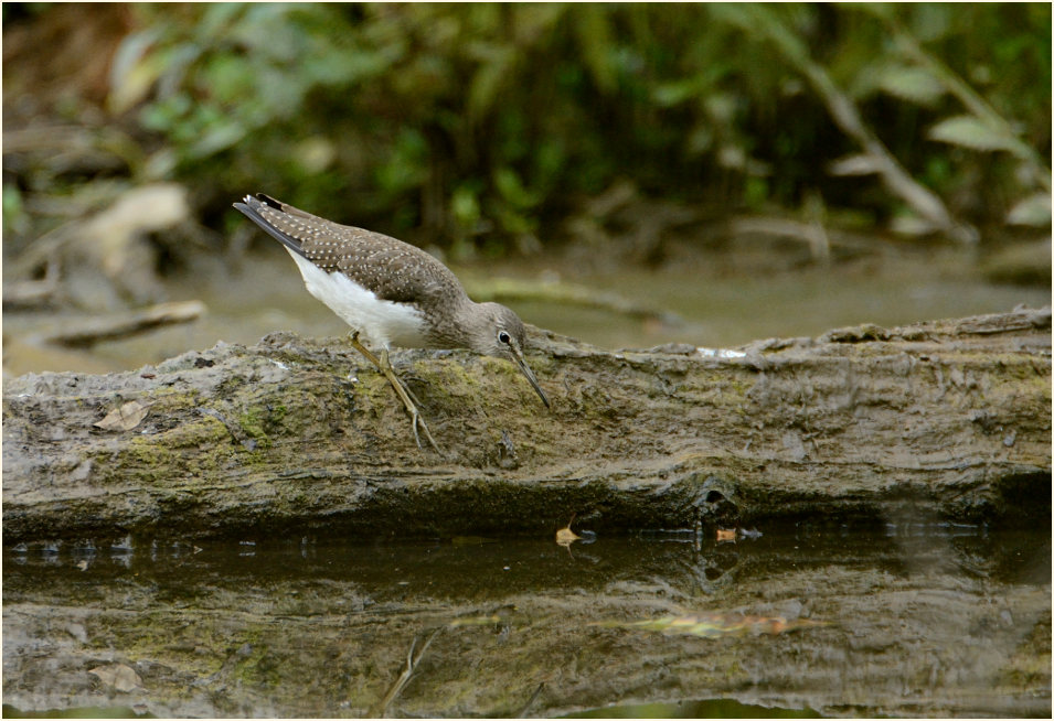 Waldwasserläufer (Tringa ochropus)