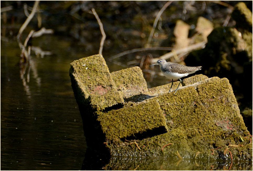 Waldwasserläufer (Tringa ochropus)